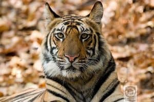 MP tourism - Bhandavgarh tiger
