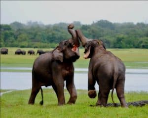 Kadulla Elephants - SLTB