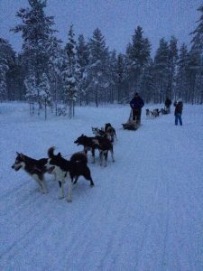 Husky sledding - Kakslautten