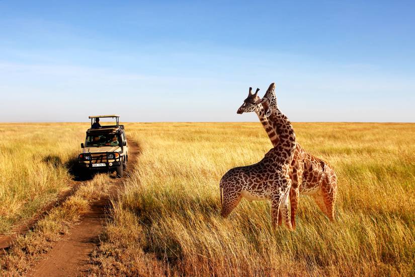 pair of giraffes seen on safari